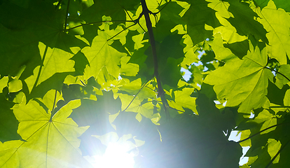 Image showing Fresh green maple foliage illuminated by bright sunlight