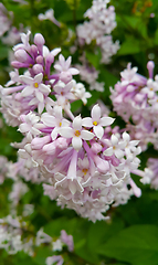 Image showing Branch of spring lilac bush with beautiful flowers