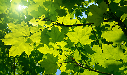 Image showing Fresh green maple foliage illuminated by bright sunlight