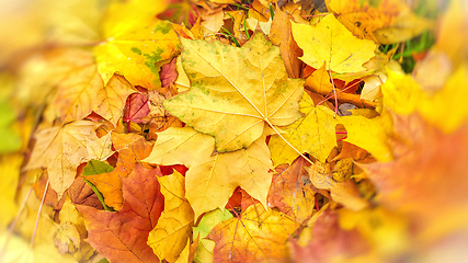 Image showing Bright autumn background from fallen leaves of maple