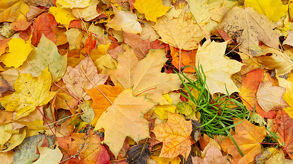 Image showing Bright colorful autumn background from fallen leaves of maple 