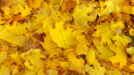 Image showing Bright yellow autumn background from fallen foliage of maple
