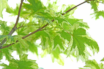 Image showing Maple leaves