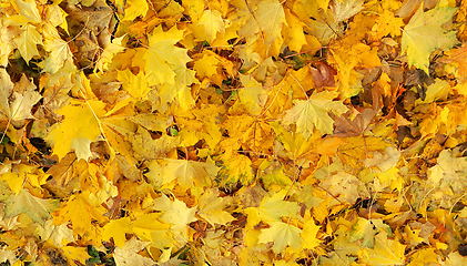 Image showing Bright yellow autumn background from fallen foliage