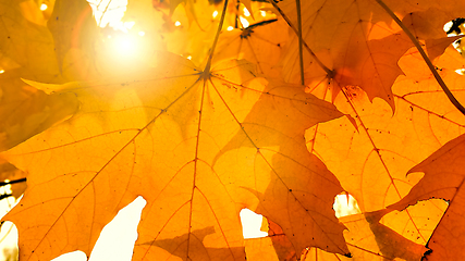 Image showing Branch with yellow foliage of maple and sunlight