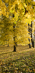 Image showing details of the trees