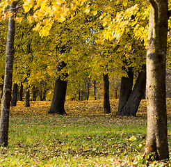 Image showing a large number of yellow trees