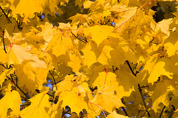 Image showing a large number of yellow trees