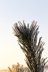 Image showing pine trees in winter