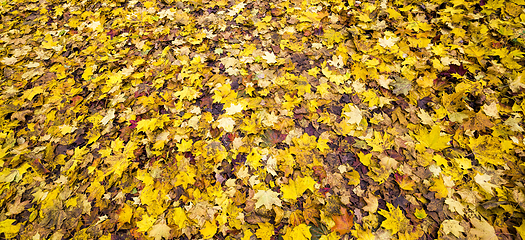 Image showing yellow dirty foliage