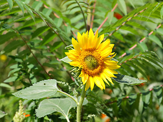 Image showing Sunflower