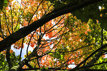 Image showing maple leaves