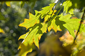 Image showing Green orange oak foliage