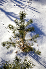 Image showing pine trees in winter