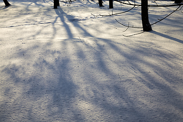 Image showing deciduous trees after snowfall