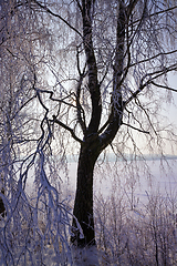 Image showing trees in winter