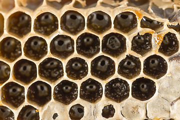 Image showing honey-filled beeswax honeycombs