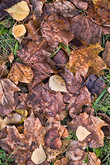 Image showing dark rotting foliage