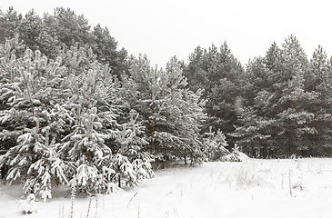 Image showing winter day after a snowfall