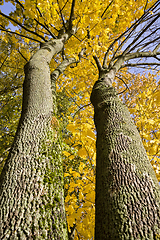 Image showing foliage in autumn, bottom view