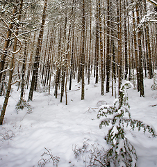 Image showing snow-covered pine trees