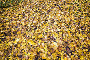 Image showing yellow dirty foliage