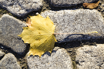 Image showing road leaf drop