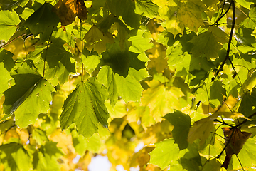 Image showing leaf fall in the forest