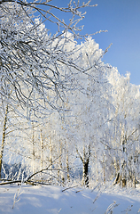 Image showing snow covered deciduous birch trees