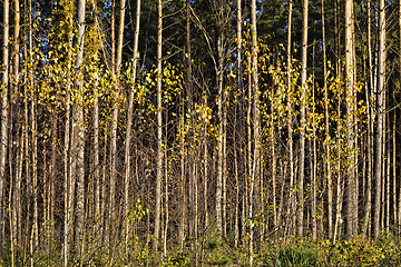 Image showing golden birch foliage