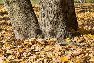 Image showing dried and fallen foliage