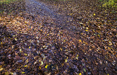 Image showing old autumn foliage