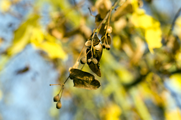 Image showing Dried linden seeds