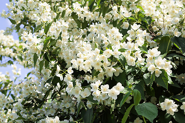 Image showing white jasmine flowers