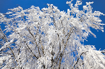 Image showing trees in winter