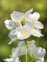 Image showing white jasmine flowers