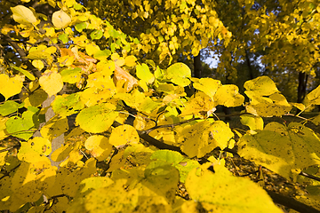 Image showing autumn natural colors