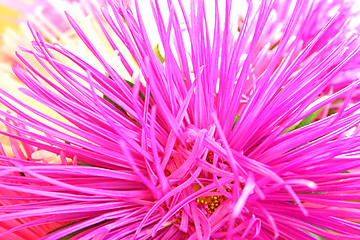 Image showing Pink aster