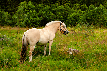 Image showing horse at the edge of the forest on pasture