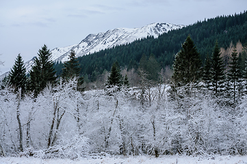 Image showing frost-frozen trees and snow-covered mountains