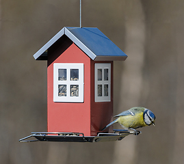 Image showing titmouse sits on birdcage with seeds