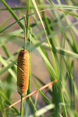 Image showing Cane