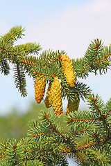 Image showing Conifer branch