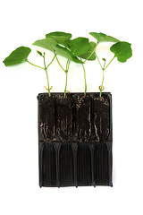 Image showing Runner Bean Plants Growing in Root Trainer