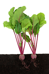 Image showing Beetroot Plants Growing in Earth with Rootballs