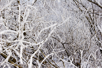 Image showing frost covered trees and plants