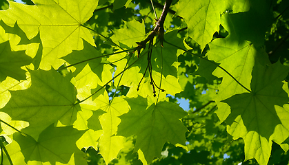 Image showing Fresh green maple foliage illuminated by bright sunlight