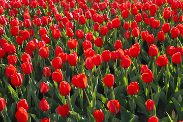 Image showing Beautiful red tulips natural background