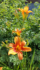 Image showing Beautiful bright orange day-lily