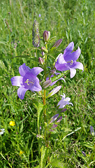 Image showing Beautiful Bluebells and different herbs in the summer field